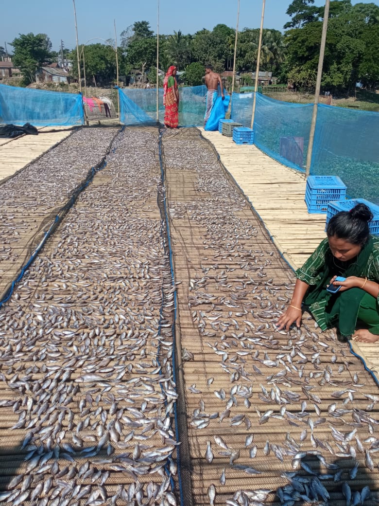 উন্নতমানের শুটকি মাছ উৎপাদন