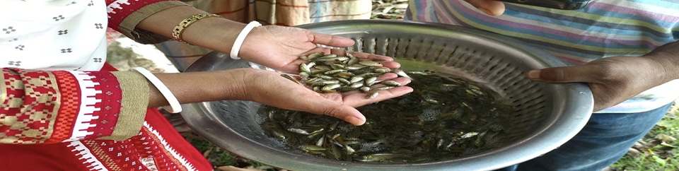 মাছের পোনা