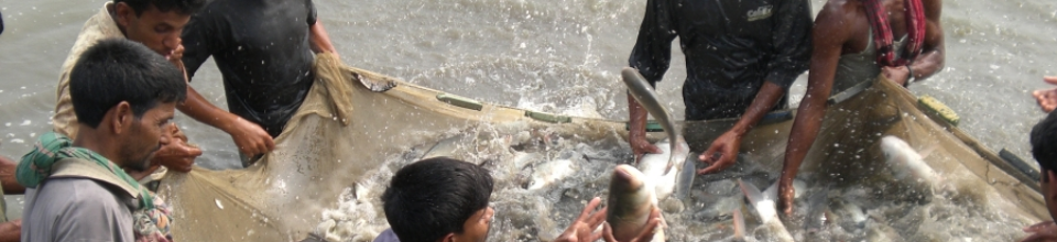 মাছ ধরার দৃশ্য