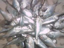 খয়রা মাছ