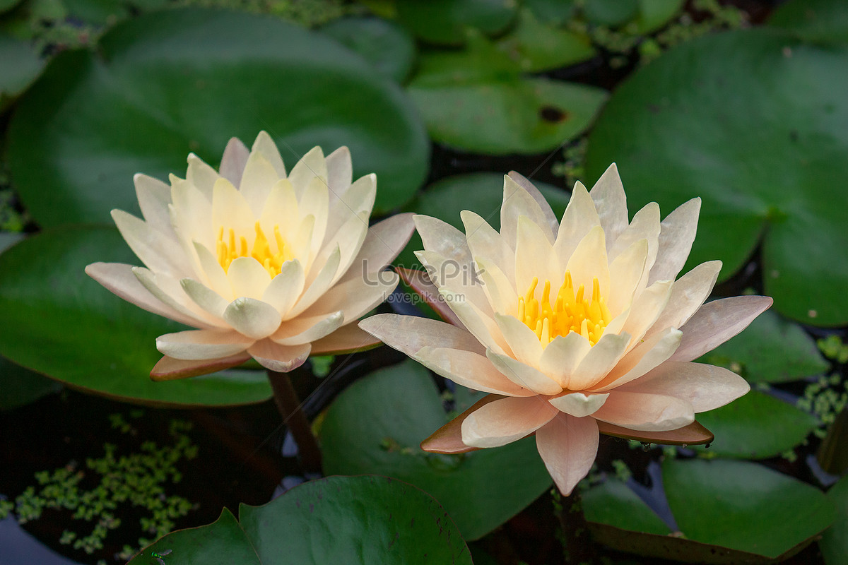 পদ্ম ফুল