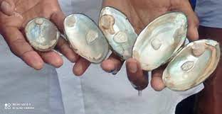 ঝিনাইদহে মুক্তা