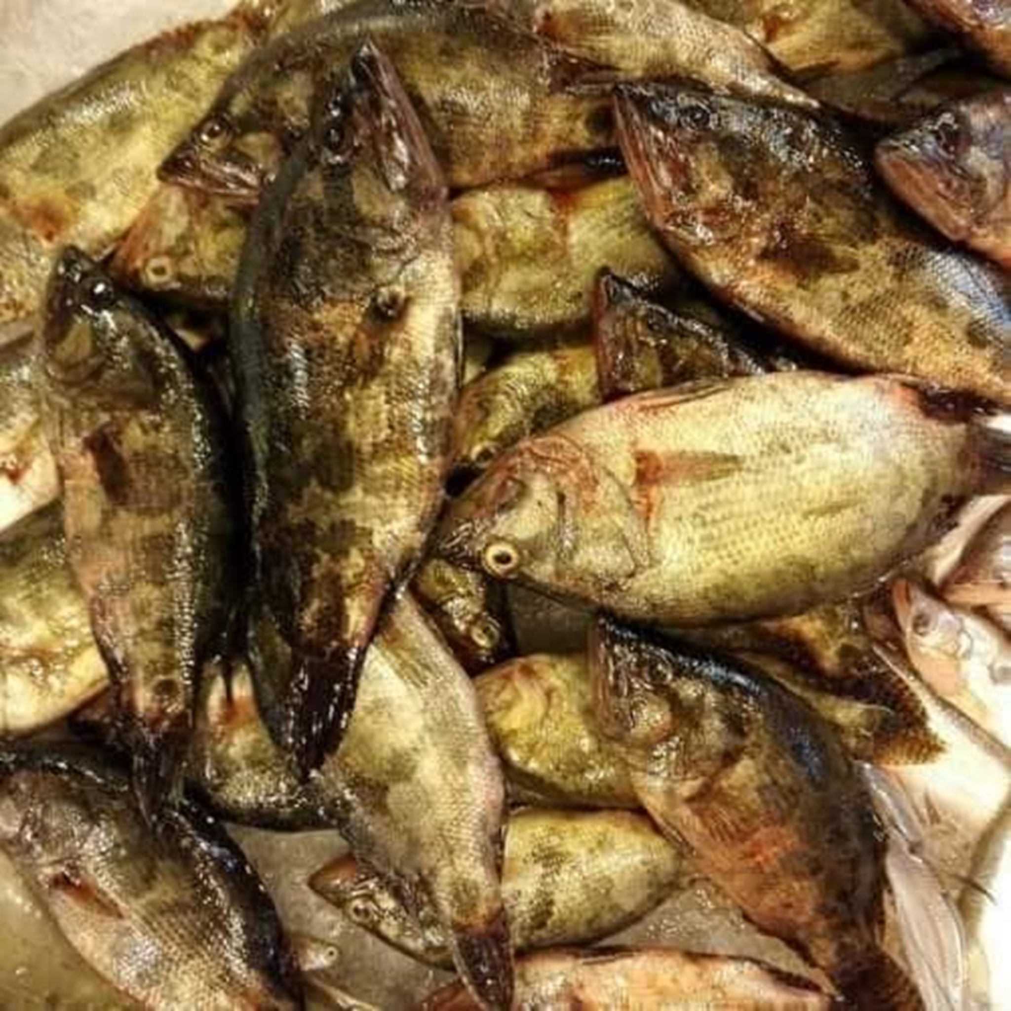 মেনি মাছ