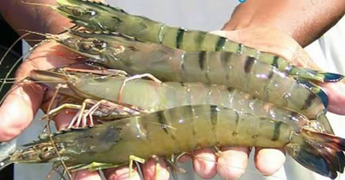 সিনিয়র উপজেলা মৎস্য কর্মকর্তার কার্যালয়, কচুয়া, বাগেরহাট।