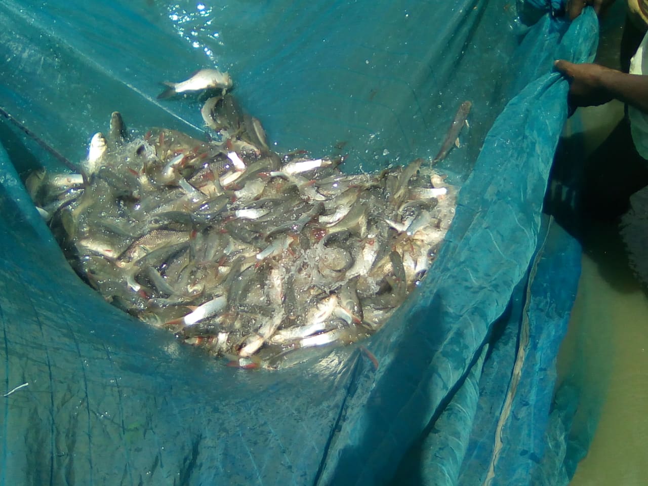 মৎস্য সংরক্ষন আইন বাস্তবায়নে , মোবাইল কোর্ট ও অভিযান পরিচালনা, কালিয়াকৈর,গাজীপুর।