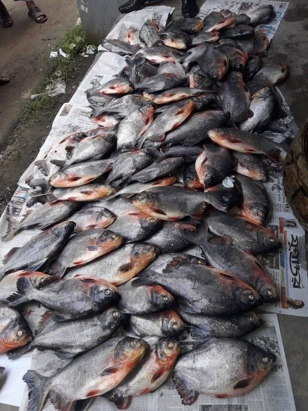 মৎস্য সংরক্ষন আইন বাস্তবায়নে , মোবাইল কোর্ট ও অভিযান পরিচালনা, কালিয়াকৈর,গাজীপুর।