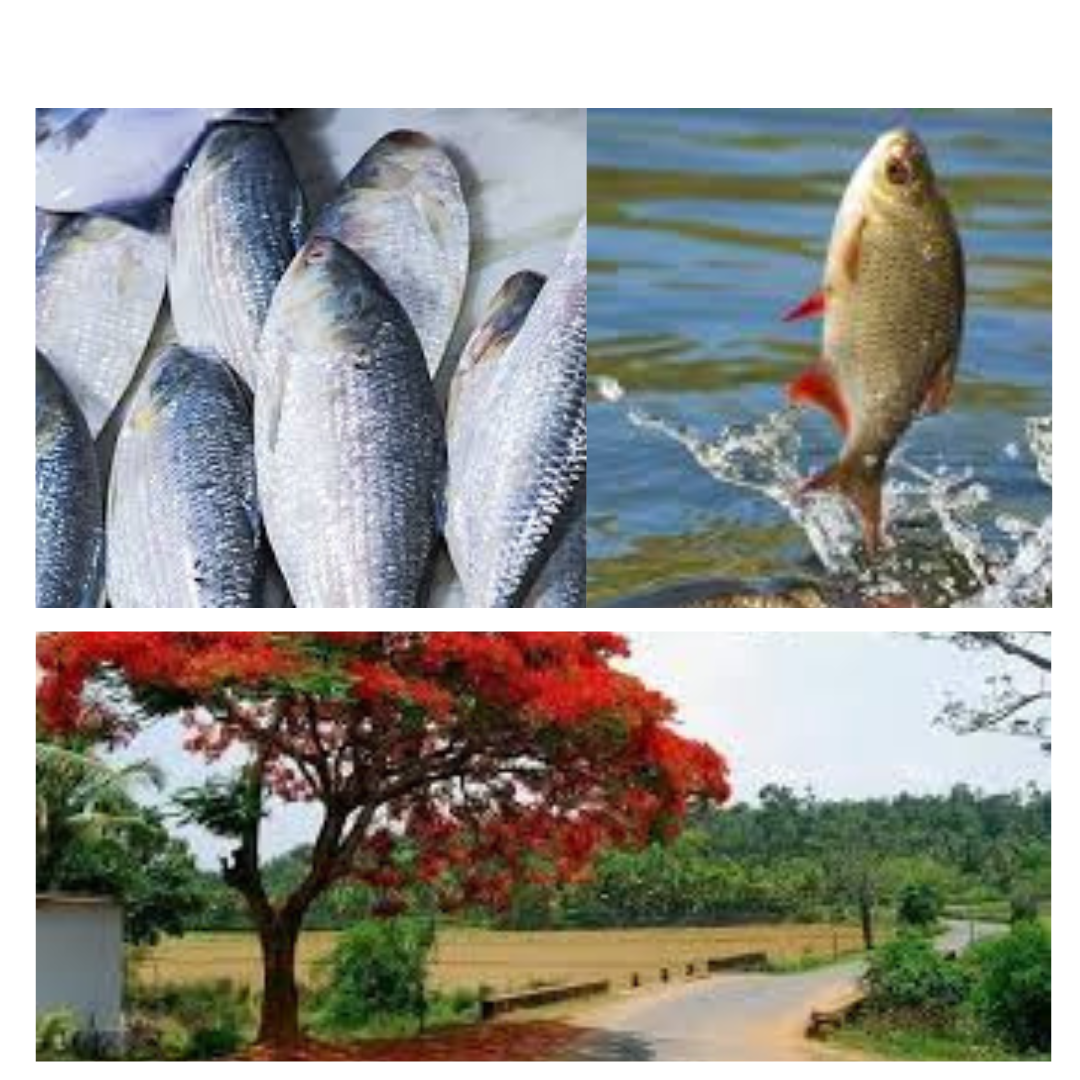 মৎস্য অফিস