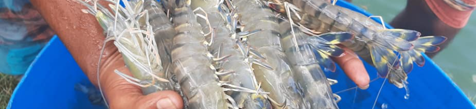 বাগদা চিংড়ি