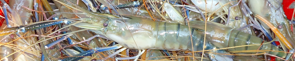 গলদা চিংড়ি