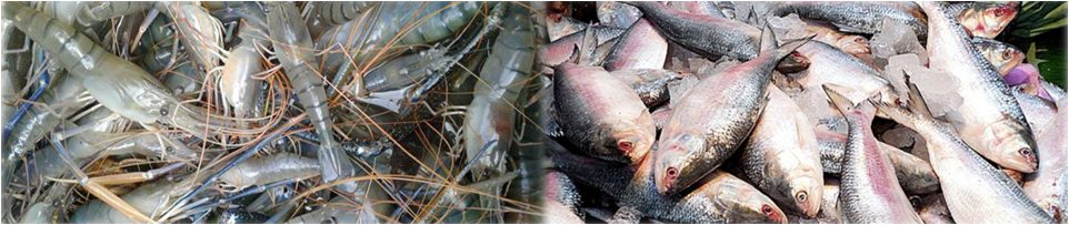 চিংড়ি ও ইলিশ