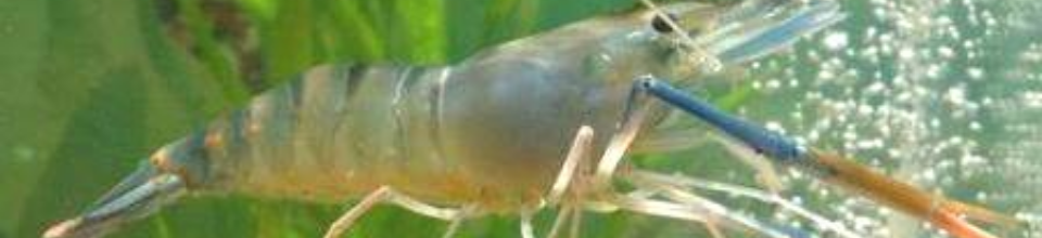 গলদা চিংড়ি