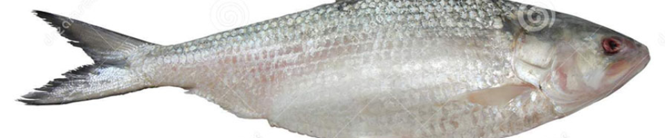 ইলিশ মাছ