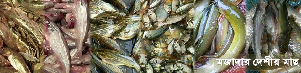 দেশীয় প্রজাতীর মাছ