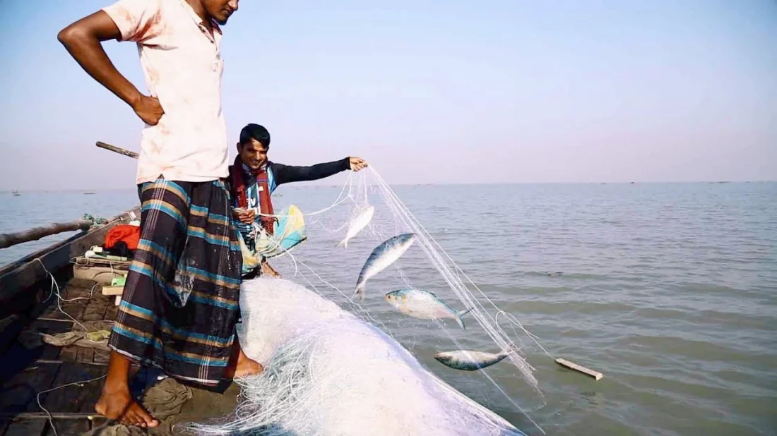 নদীতে ইলিশ মাছ ধরার চিত্র
