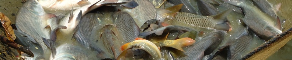 কার্প জাতীয় মাছ