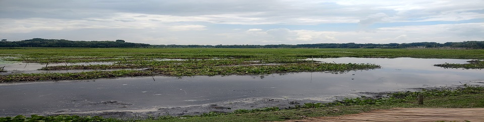 বৈকন্ঠপুর বাওড়