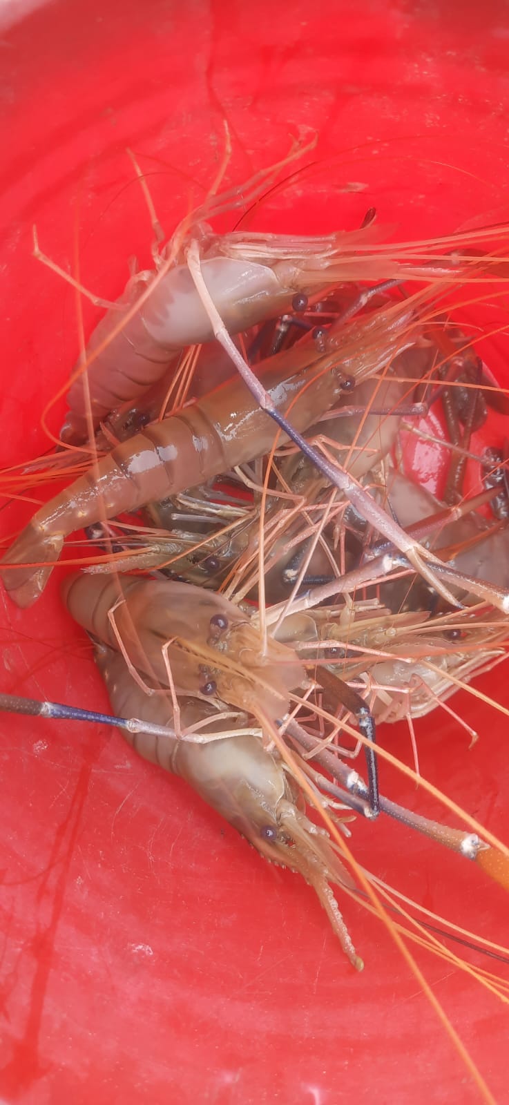 গলদা চিংড়ি প্রদর্শনী নমুনায়ন