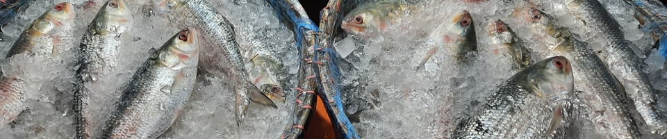 পরিপক্ক ইলিশ