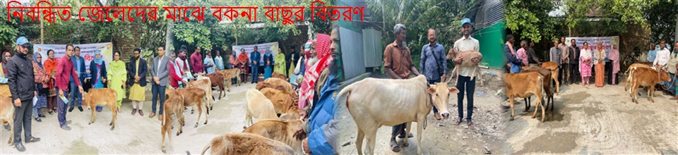 বকনা বাছুর বিতরণ