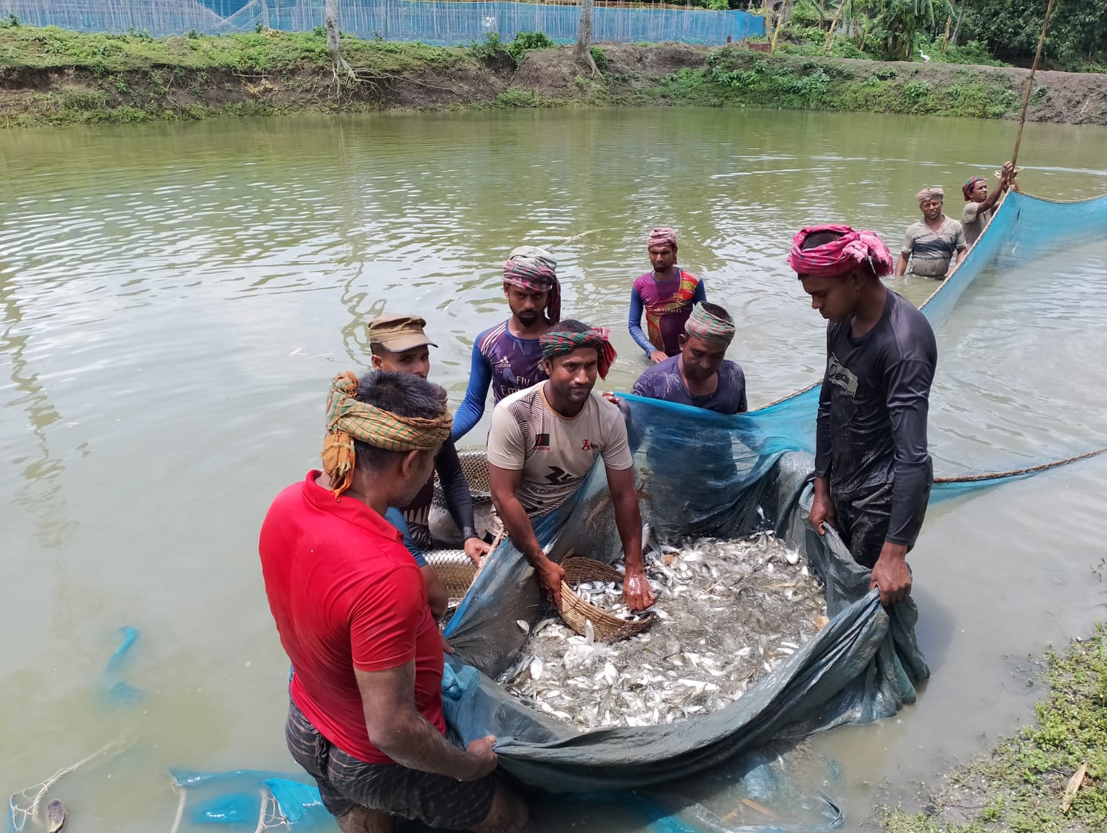বিল্ল নার্সারি