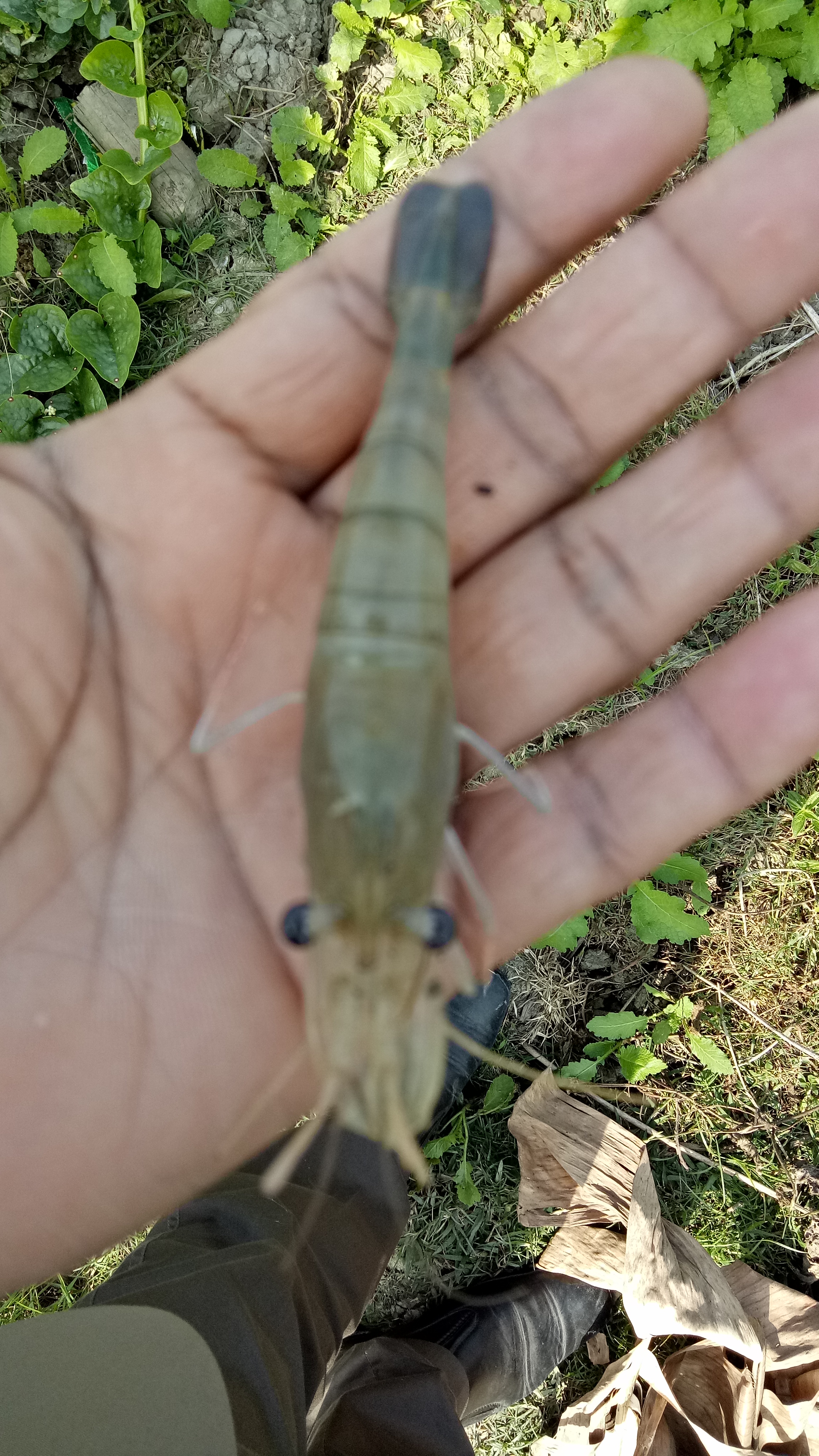 বাগদা চিংড়ি