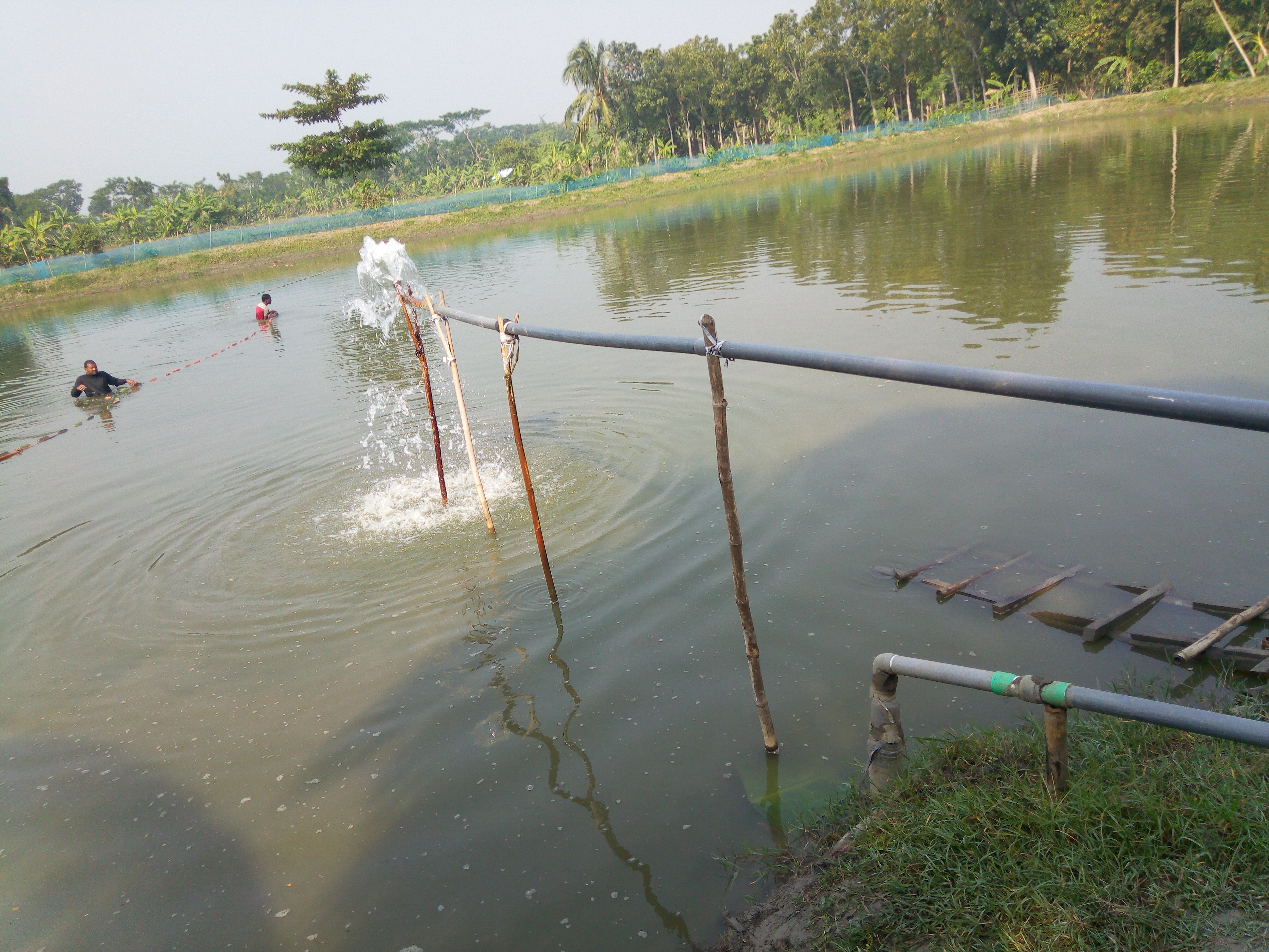 মাছের খামারে অক্সিজেন সরবরাহ
