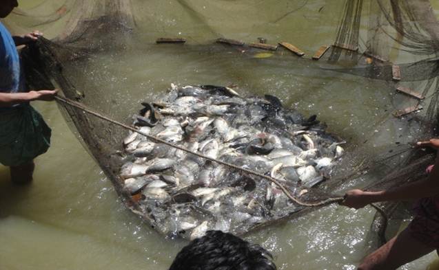 জাতীয় কৃষি প্রযুক্তি প্রকল্পের আোতায় চাষীর পুকুরে উৱপাদিত মাছ