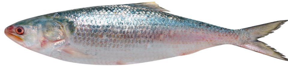 ইলিশ মাছ