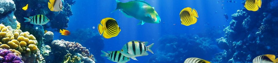 বাহারী মাছ