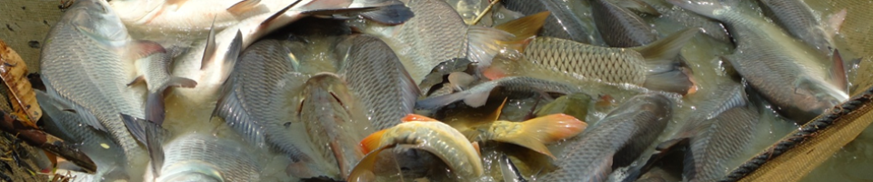 ব্যানার ২