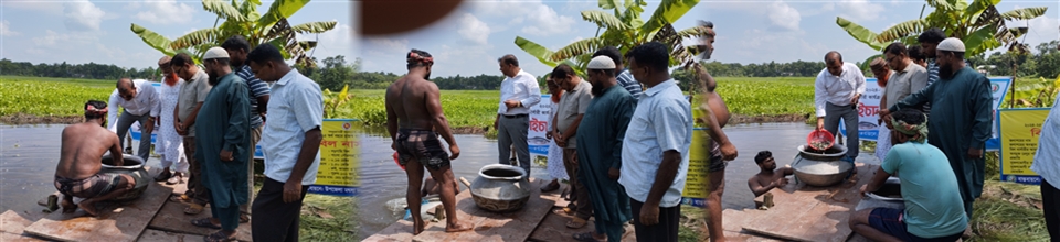 2024-25 আর্থিক সালের বিল নার্সারি কার্যক্রমের অংশ হিসেবে কাইচালা বিলে পোনা অবমুক্তি
