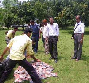 মৎস্য আইন বাস্তবায়নের অংশ হিসেবে জব্দকৃত পিরানহা মাছ বিনষ্টকরণ