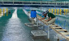 মৎস্য চাষ প্রযুক্তি সেবা