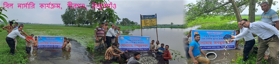 বিল নার্সারি কার্যক্রম, পীরগঞ্জ, ঠাকুরগাঁও