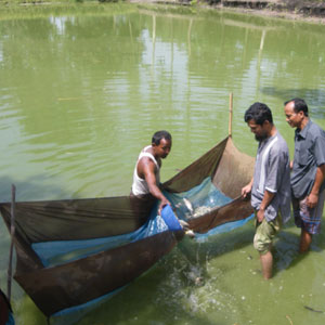 ইউনিয়ন মৎস্য সম্প্রসারণ কর্মী(লীফ) মোঃ মোরশেদ হোসেন রানা কর্তৃক চাষীর পুকুর পরিদর্শন ও পরামর্শ প্রদান