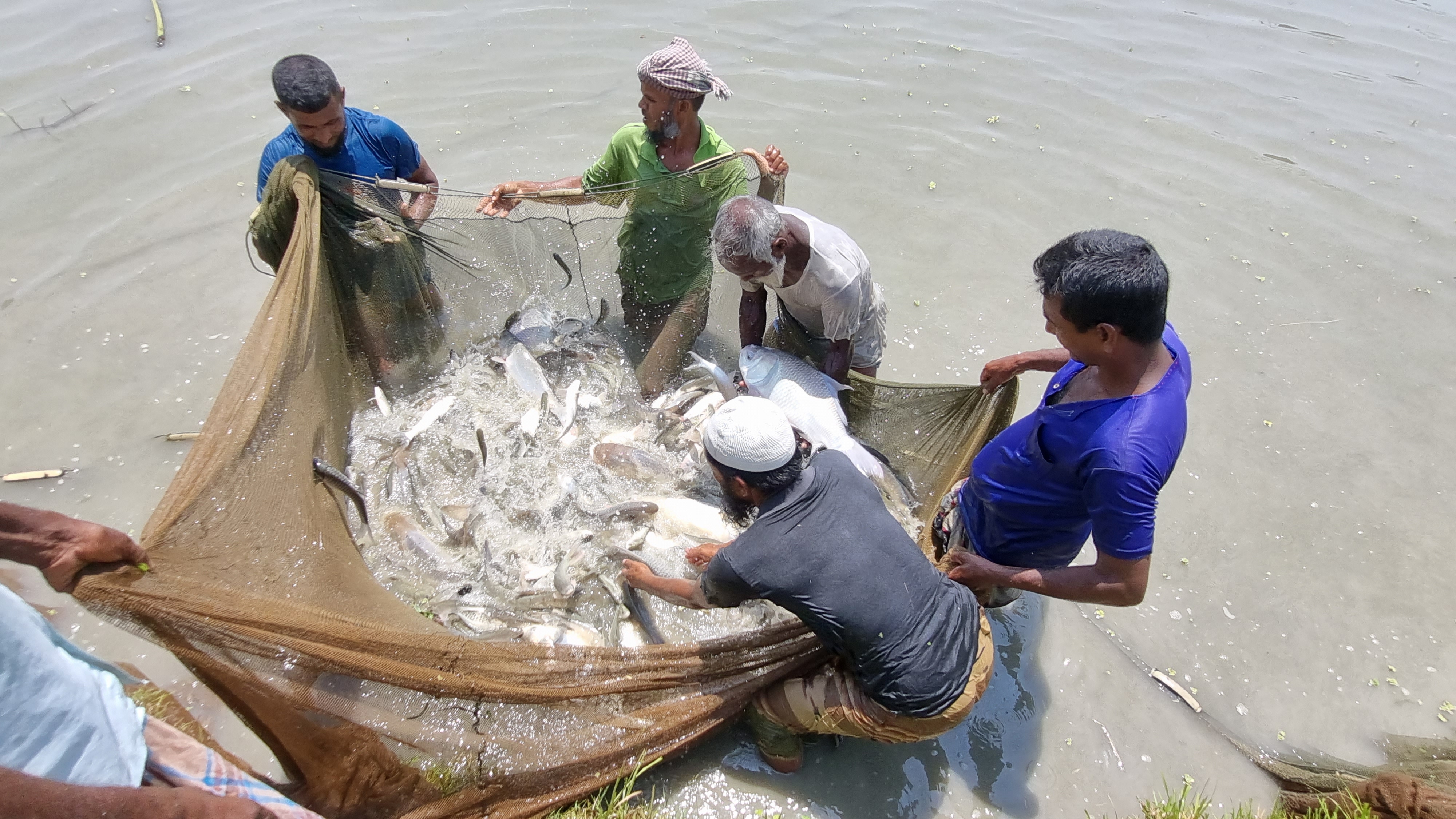 মৎস্য চাষীর পুকুর নমুনায়নঃ ২০২৩-২০২৪ অর্থবছর