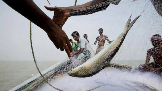 Hilsa