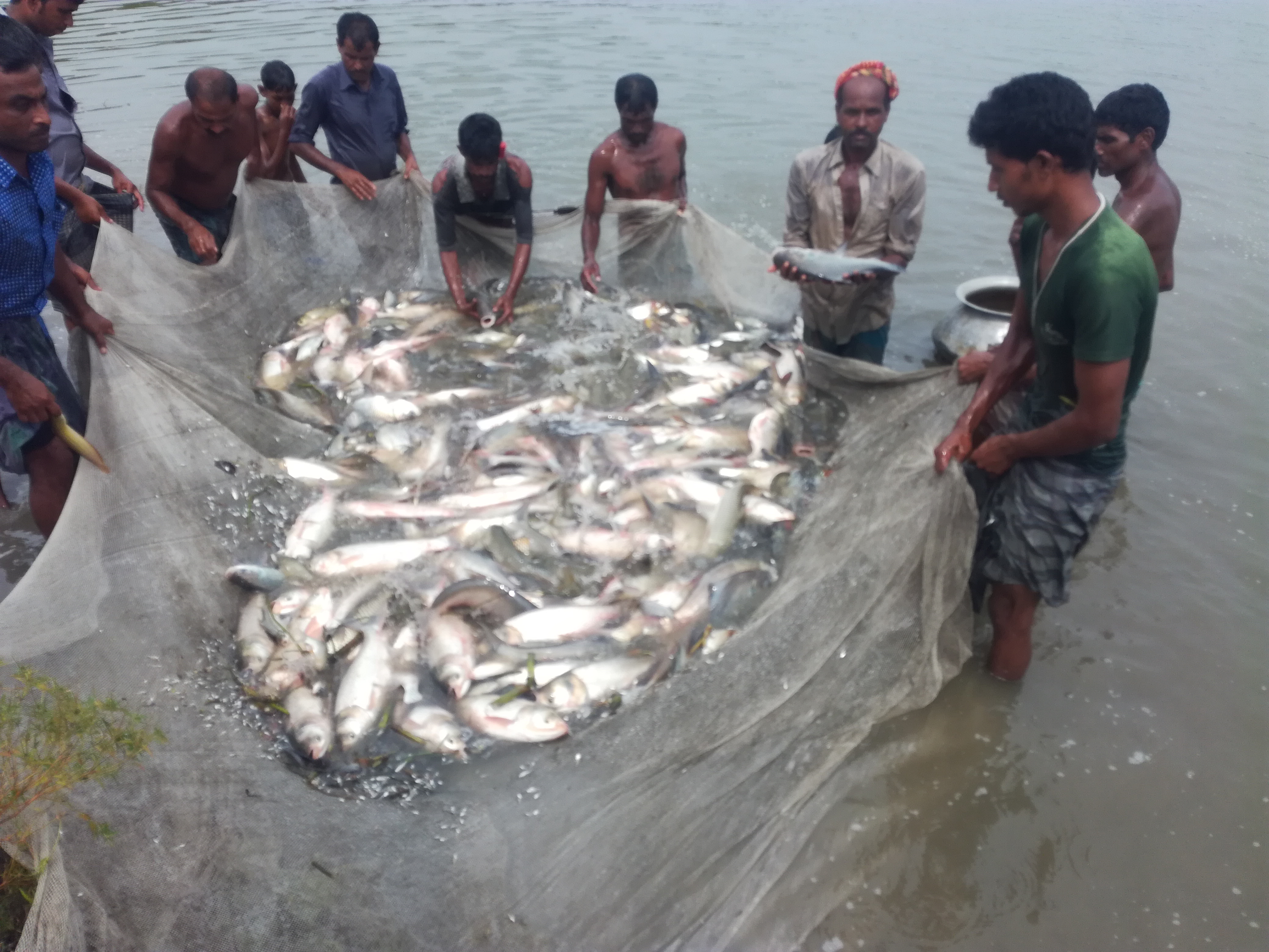 জালটানা