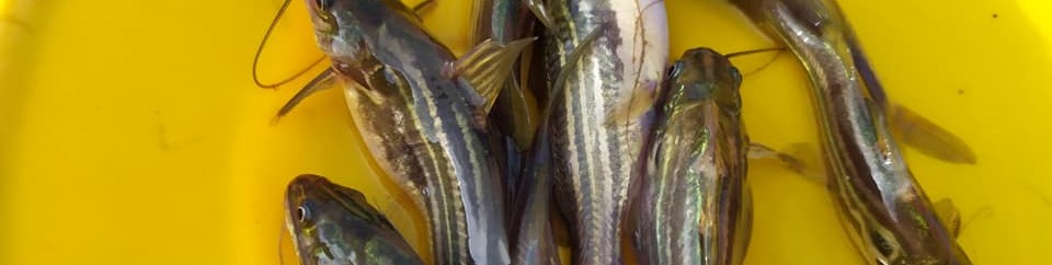 মাঠ দিবস