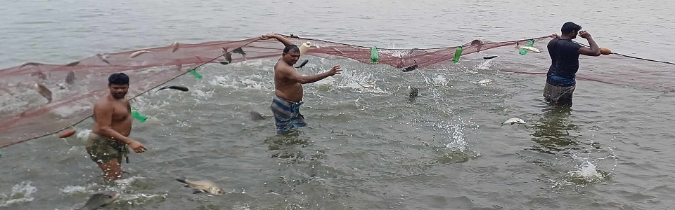 মাঠ দিবসে মাছ পরিদর্শণ