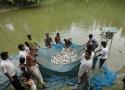 পুকুরে পোনা চাষ