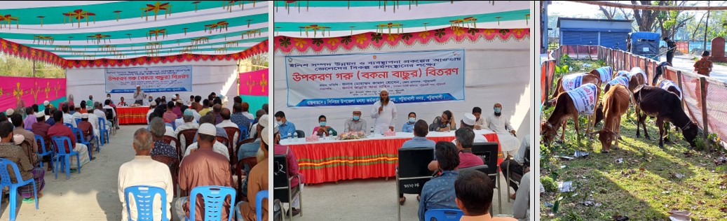 বিকল্প কর্মসংস্থানের লক্ষ্যে জেলেদের মাঝে বকনা বাছুর বিতরণ