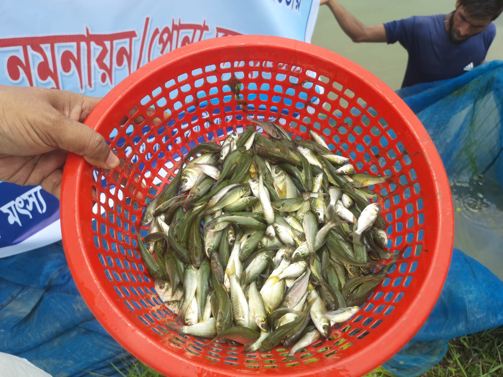 বিল নার্সারিতে নমুনায়ন