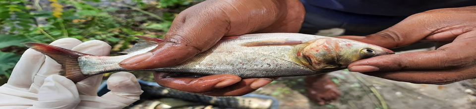 রোগাক্রান্ত মাছ পর্যবেক্ষণ