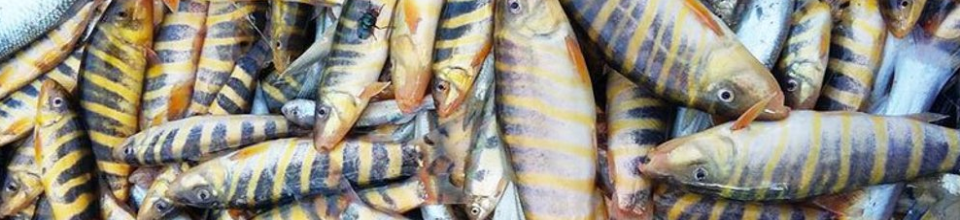 দেশীয় প্রজাতির বাহারি মাছ