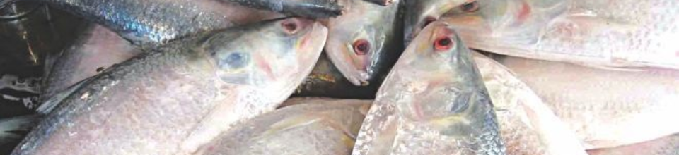 জাতীয় মাছ ইলিশ