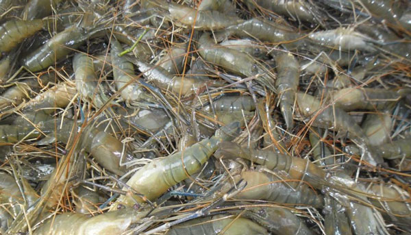 চিংড়ি মাছ