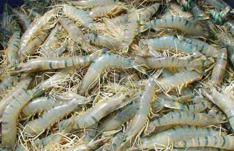 বাগদা চিংড়ি