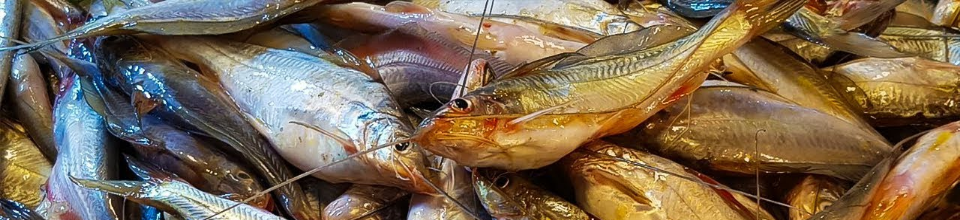 দেশি মাছ