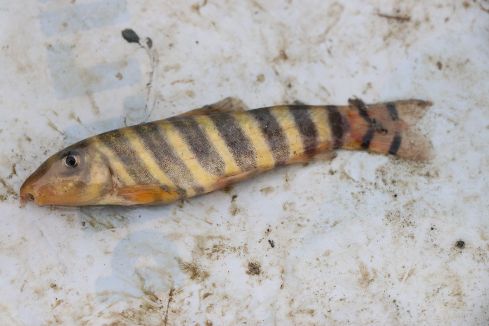 হাওরের বিভিন্ন প্রজাতির মাছ। 